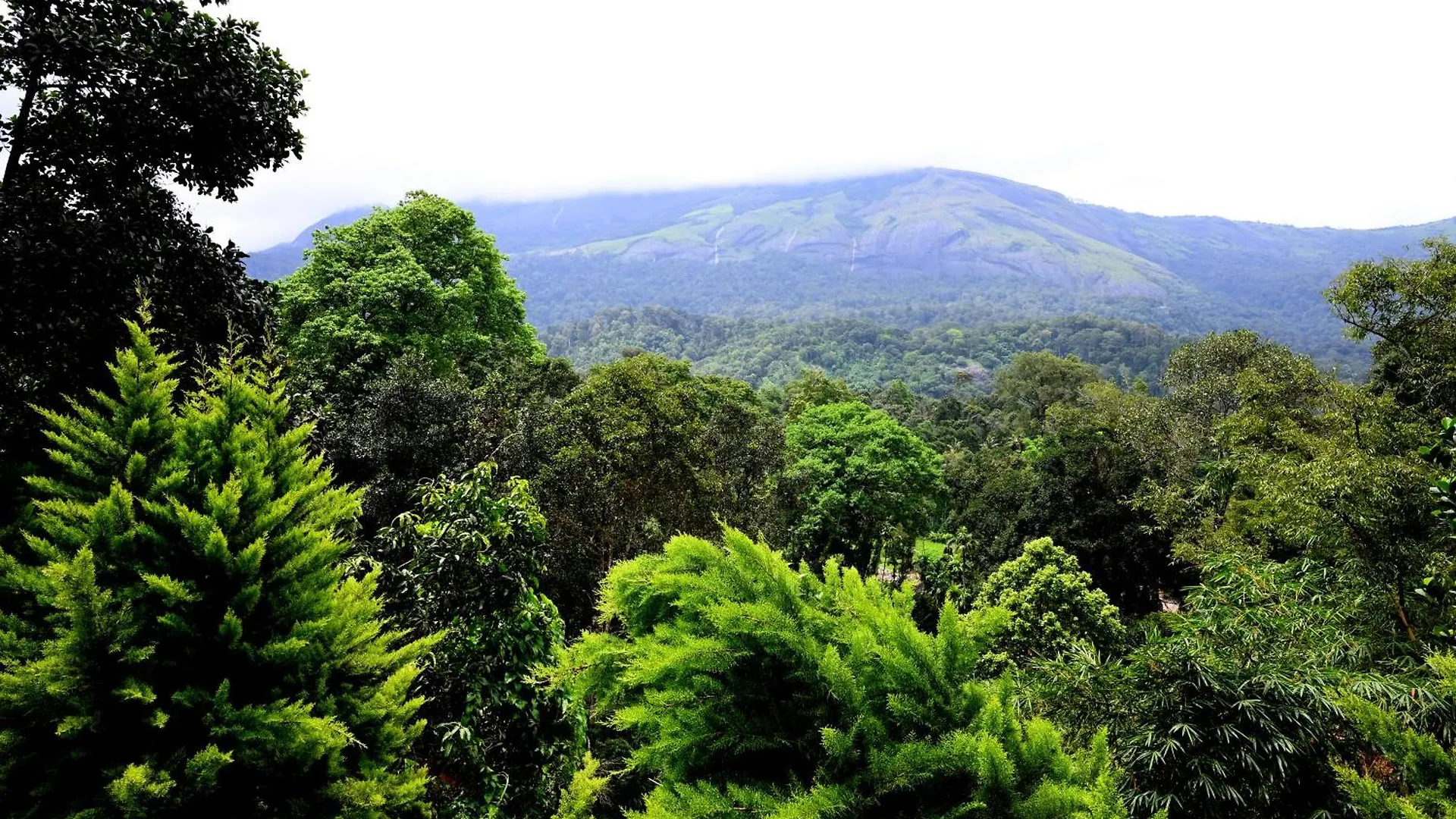 Resort Hotel Spring Muunnar, Munnar